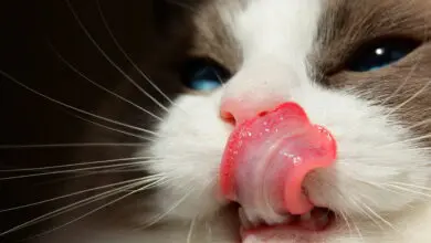 gato se lame el hocico