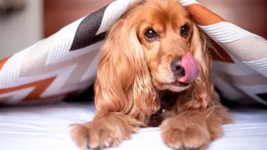 perro escondido bajo una manta