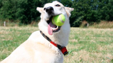 perro mordiendo una pelota de tenis