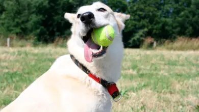 perro mordiendo una pelota de tenis