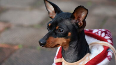 perro vestido con ropa de bebe