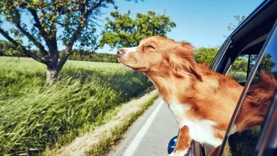 perro viajando en coche