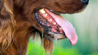 por que babean los perros causas